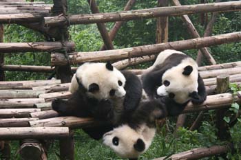 Panda-49