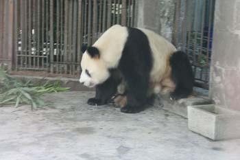 Panda-6