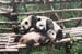 Panda-43