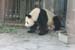 Panda-6