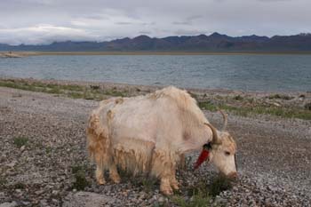 Nam-Tso-88