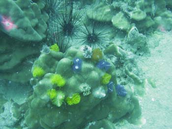 Crystal-Dive-82