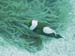 Crystal-Dive-33
