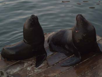Iquique-6