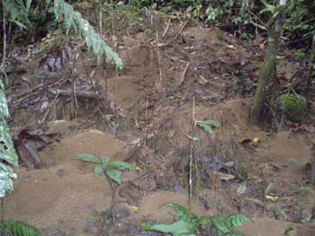 Jungle-3rd-Day-3-Ant-Nest