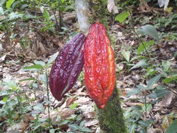 Jungle-3rd-Day-5-Coca